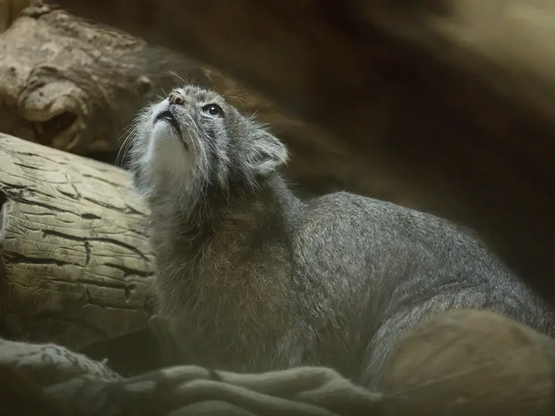恩賜上野動物園のクリョンの写真