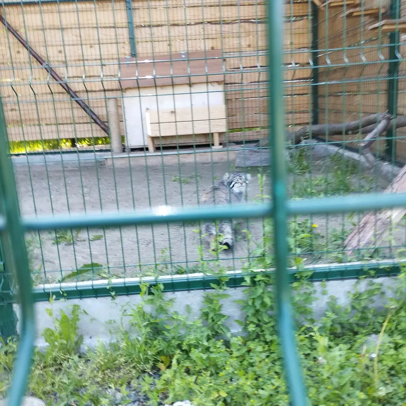 バルナウル動物園「レースナヤ・スカースカ」のチップの写真