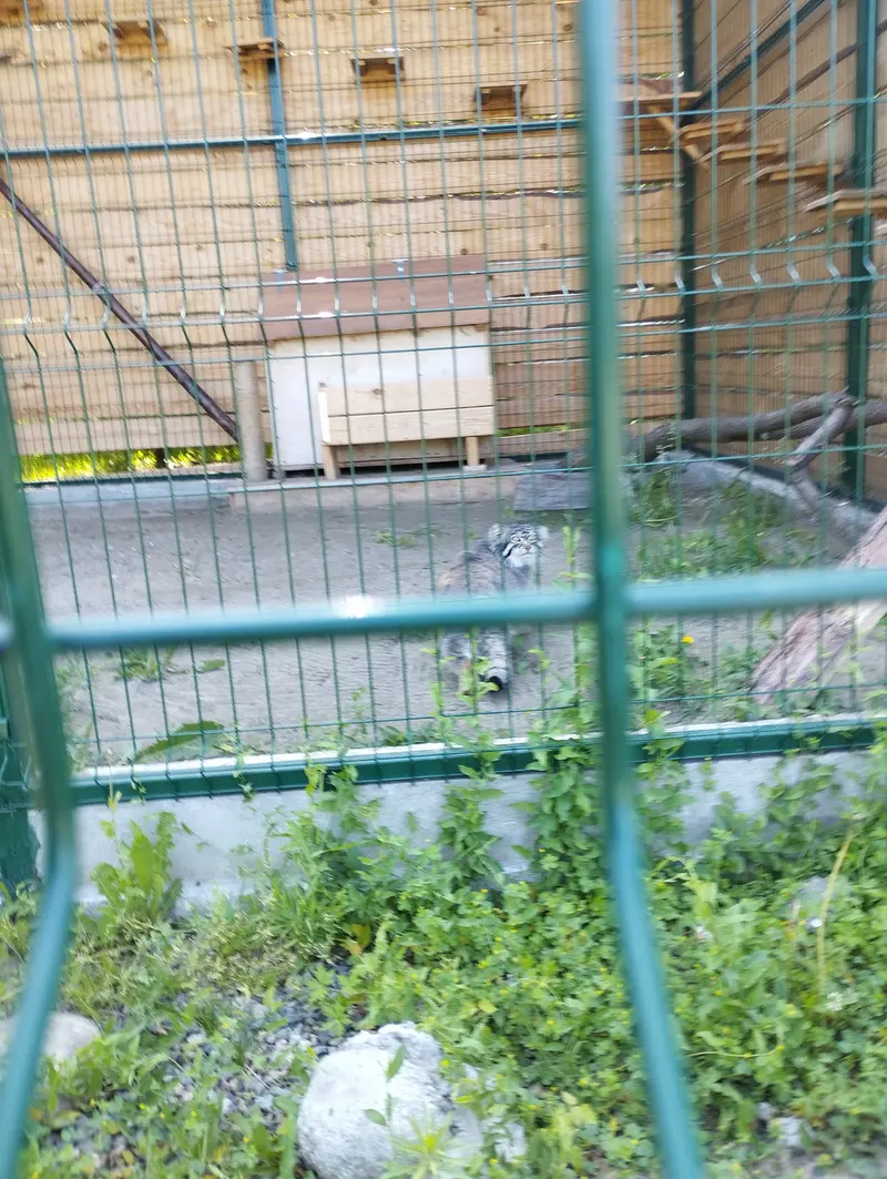 バルナウル動物園「レースナヤ・スカースカ」のチップの写真
