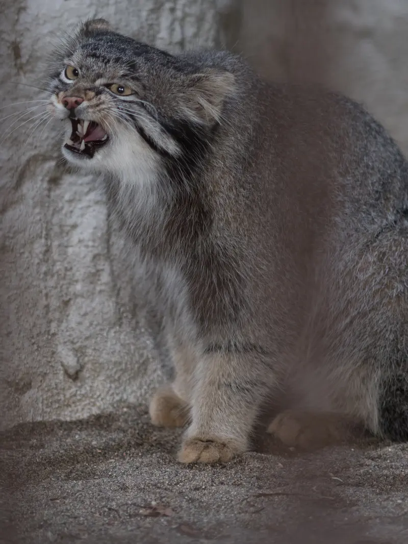 野毛山動物園のフィーガの写真