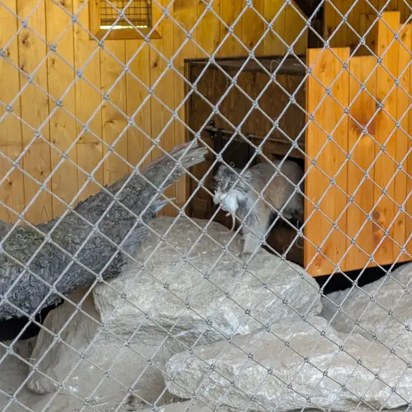 イフラヴァ動物園のルガシャの写真