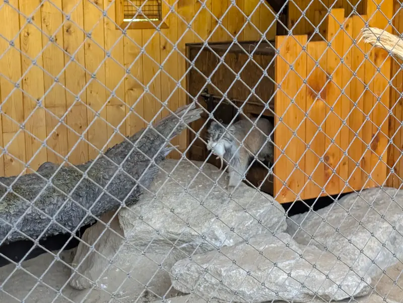 イフラヴァ動物園のルガシャの写真