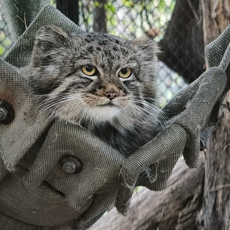 ノヴォシビルスク動物園のマヌルネコの写真