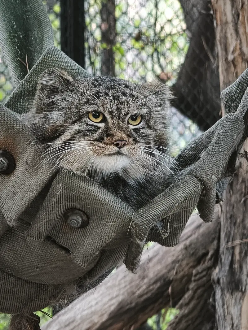 ノヴォシビルスク動物園のマヌルネコの写真