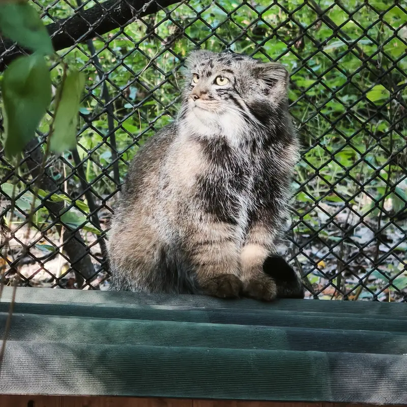 ノヴォシビルスク動物園のマヌルネコの写真