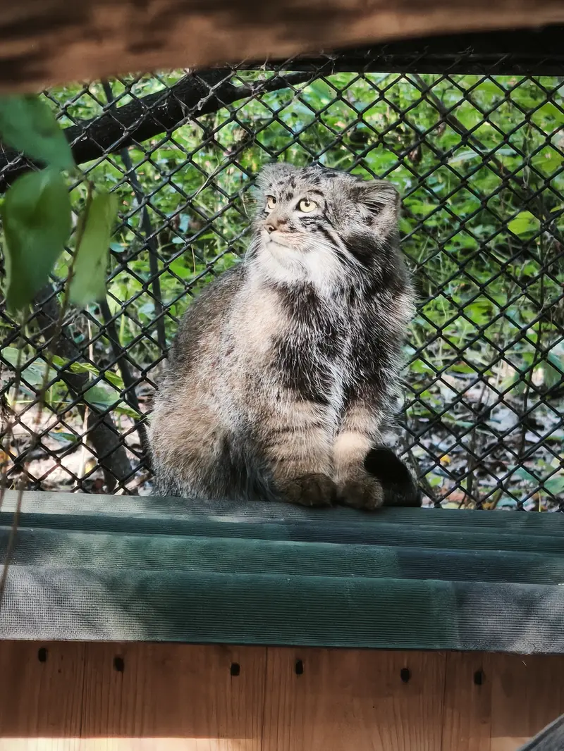ノヴォシビルスク動物園のマヌルネコの写真