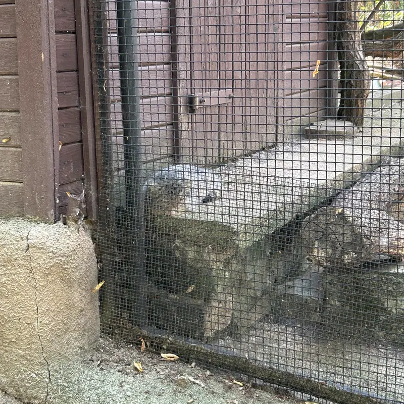 ブルノ動物園のアリウナーの子ネコ b.2026 Ⅰ、アリウナーの子ネコ b.2026 Ⅱ、アリウナーの子ネコ b.2026 Ⅲ、アリウナーの子ネコ b.2026 Ⅳ、アリウナーの子ネコ b.2026 Ⅴとアリウナーの子ネコ b.2026 Ⅵの写真
