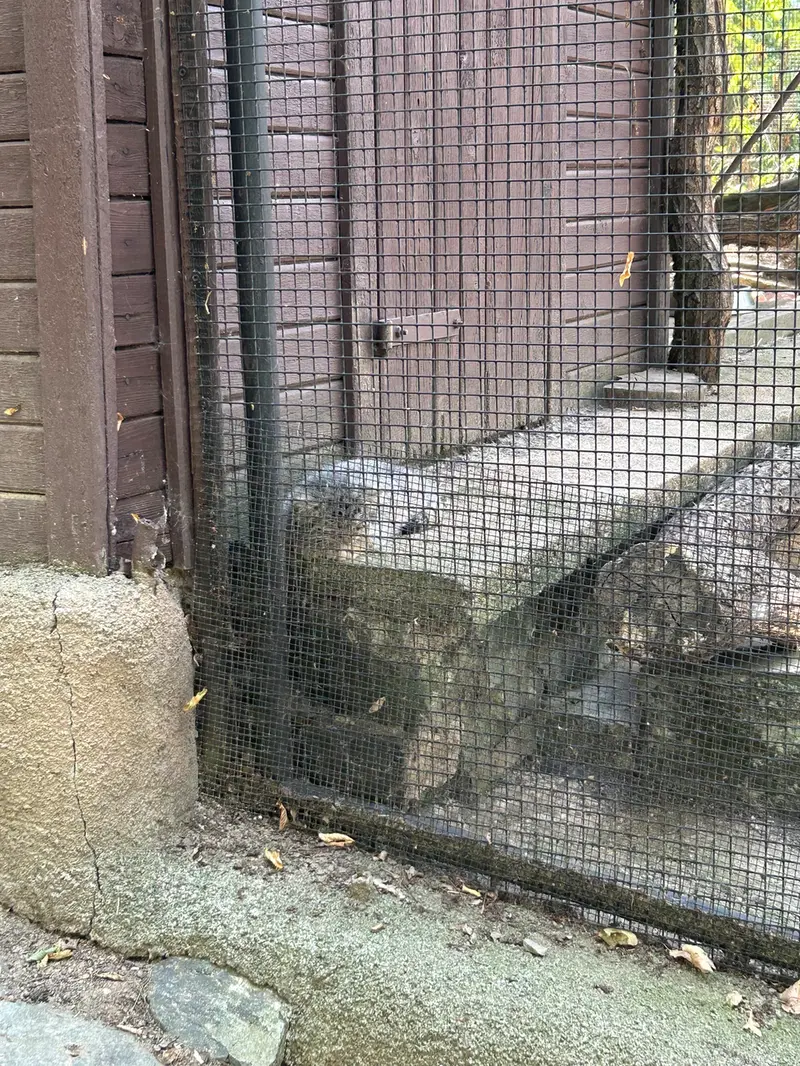 ブルノ動物園のアリウナーの子ネコ b.2026 Ⅰ、アリウナーの子ネコ b.2026 Ⅱ、アリウナーの子ネコ b.2026 Ⅲ、アリウナーの子ネコ b.2026 Ⅳ、アリウナーの子ネコ b.2026 Ⅴとアリウナーの子ネコ b.2026 Ⅵの写真