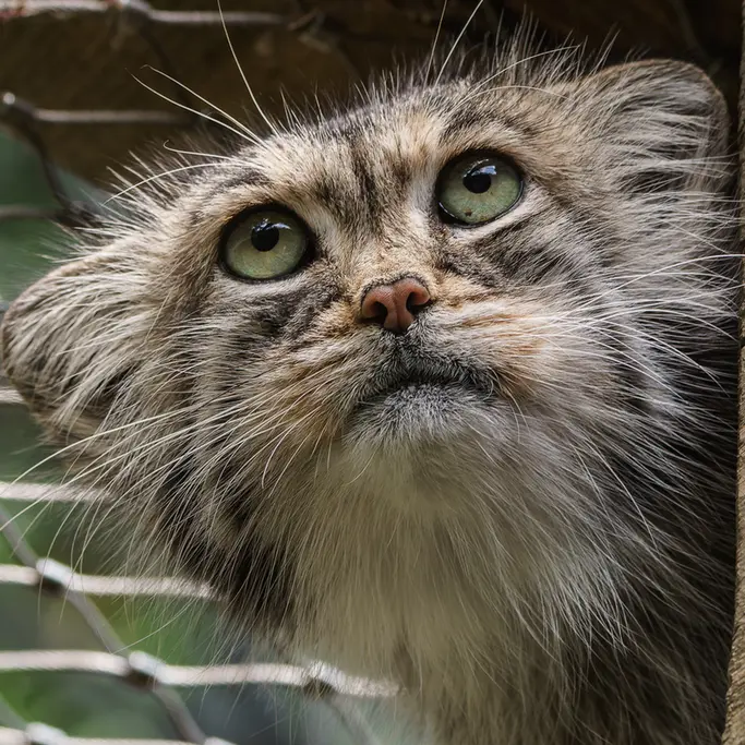 イフラヴァ動物園のマヌルネコの写真