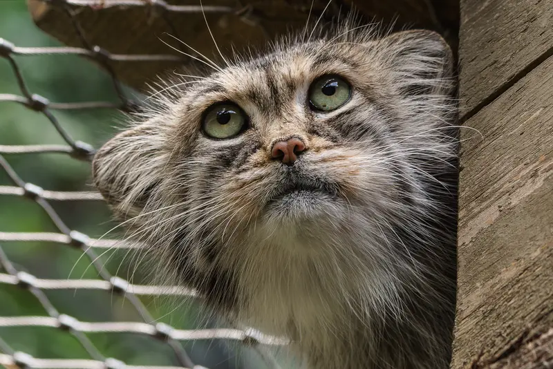 イフラヴァ動物園のマヌルネコの写真