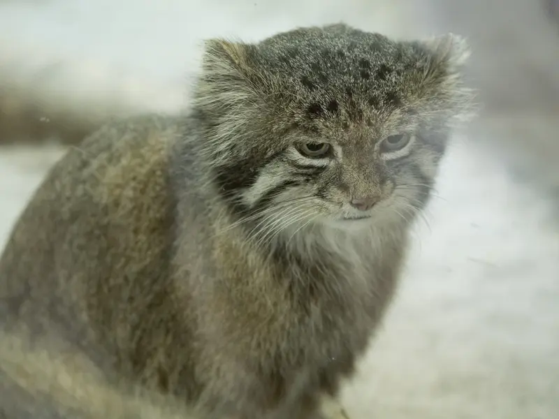 恩賜上野動物園のクリョンの写真