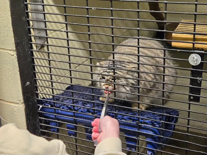 オグルベイ・グッド動物園のディーンの写真