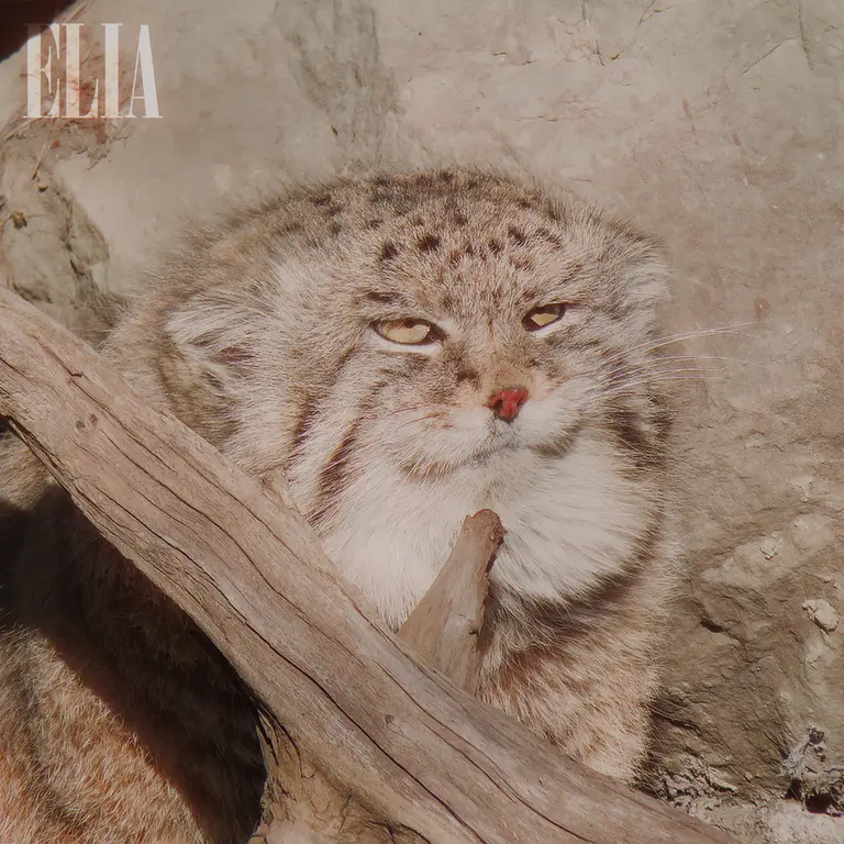 カルガリー動物園 / ワイルダー研究所のオラフの写真