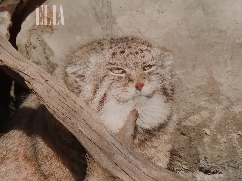 カルガリー動物園 / ワイルダー研究所のオラフの写真