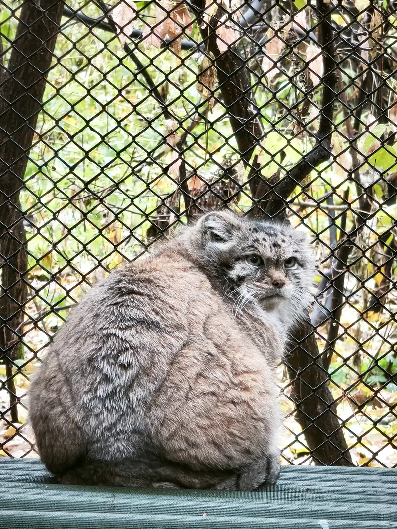 ノヴォシビルスク動物園のラストチカの写真