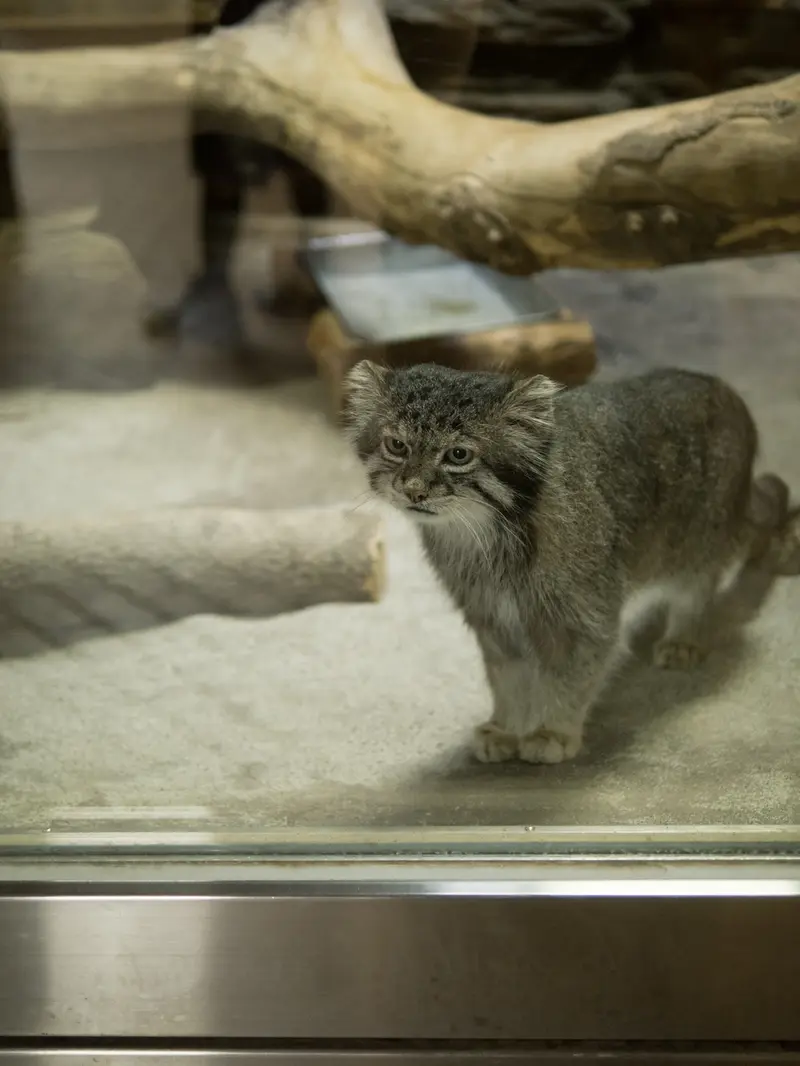 恩賜上野動物園のクリョンの写真