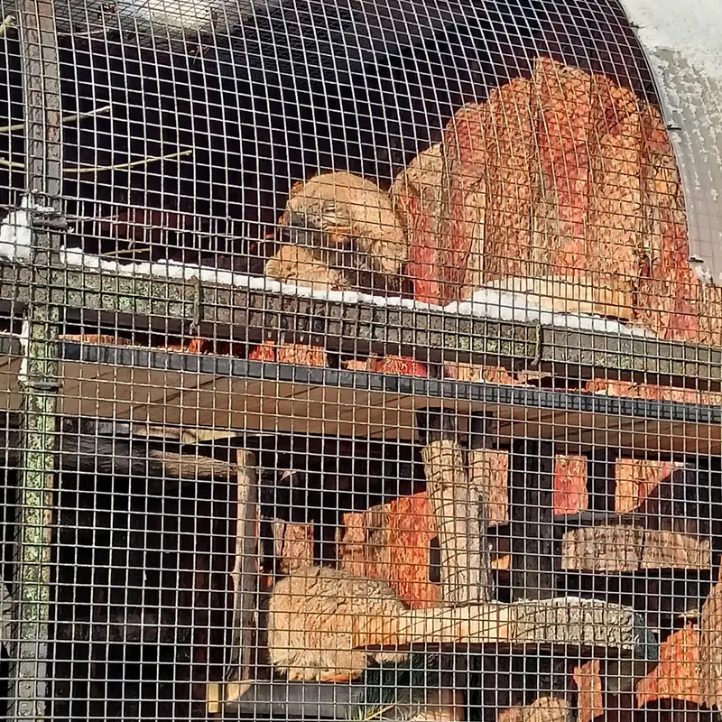 レニングラード動物園のナミカとスヴェンの写真