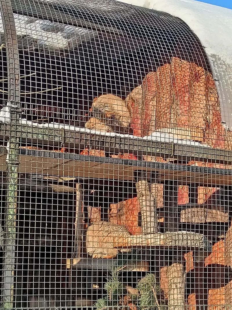 レニングラード動物園のナミカとスヴェンの写真