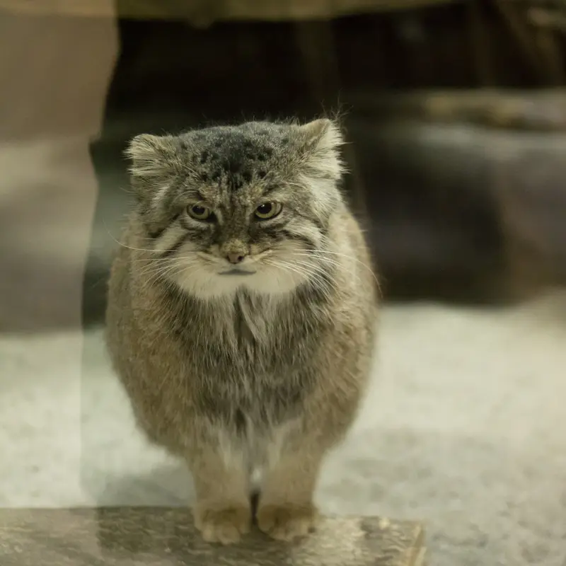 恩賜上野動物園のプリームラの写真