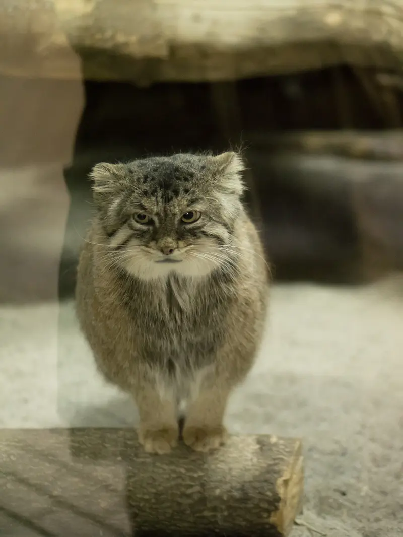 恩賜上野動物園のプリームラの写真