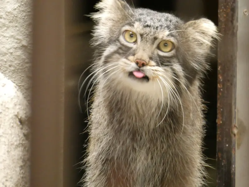 野毛山動物園のフィーガの写真