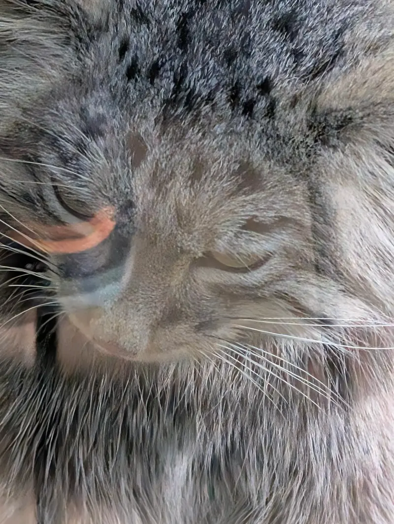 マヌルネコの写真