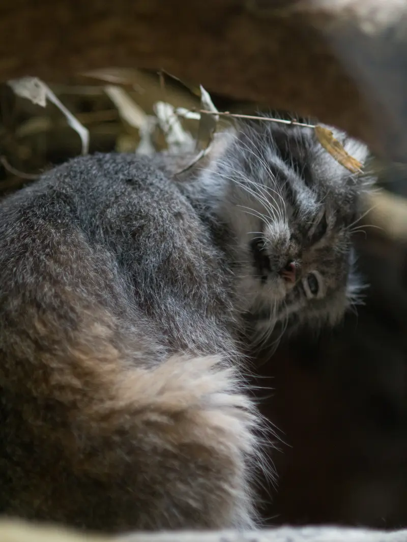 恩賜上野動物園のクリョンの写真