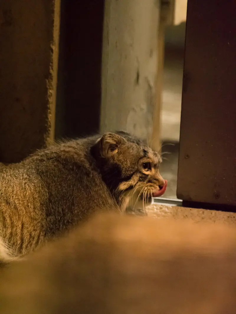 野毛山動物園のフィーガの写真