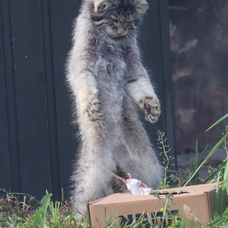 コルケアサーリ動物園のカッティ・マッティの写真