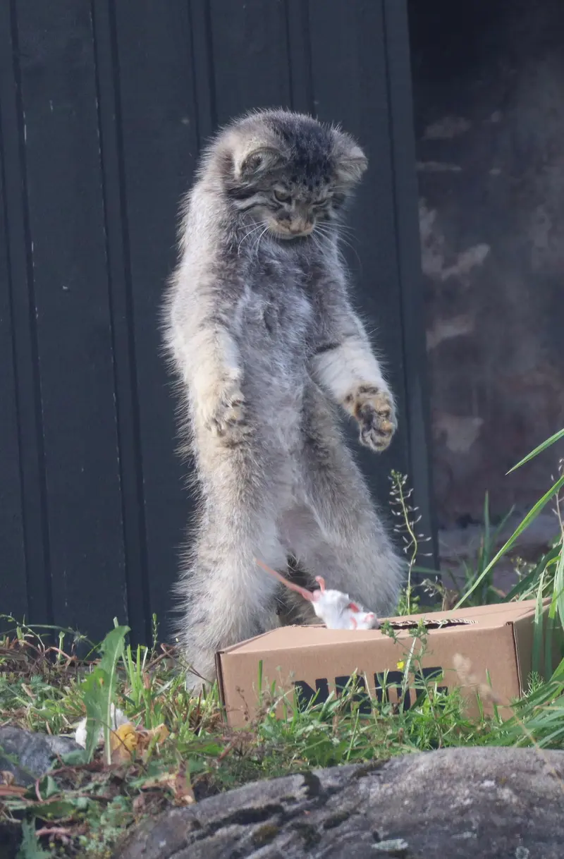 コルケアサーリ動物園のカッティ・マッティの写真