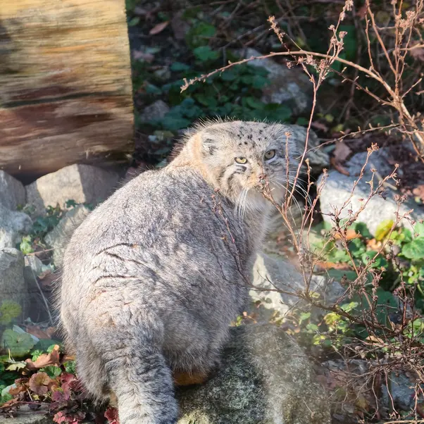 ヴロツワフ動物園のザリナの写真