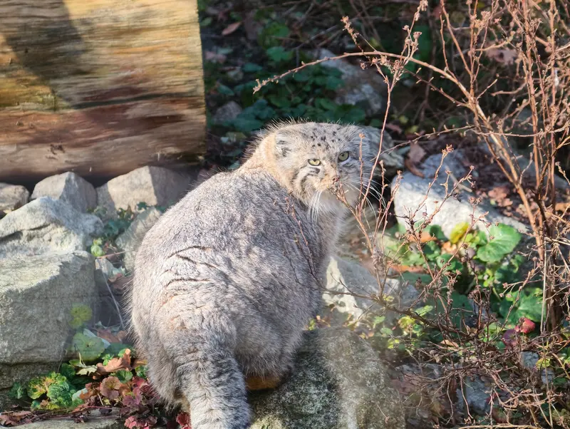 ヴロツワフ動物園のザリナの写真