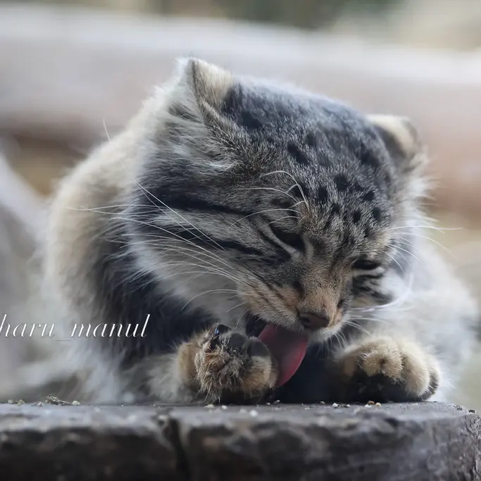 那須どうぶつ王国のナゴムの写真