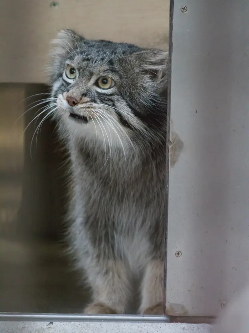 野毛山動物園のフィーガの写真