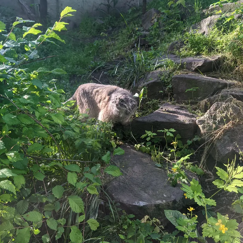 ブダペスト動物園・植物園のボフスの写真