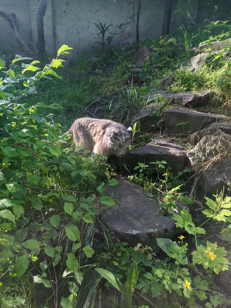 ブダペスト動物園・植物園のボフスの写真
