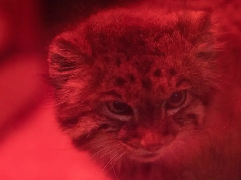 恩賜上野動物園のナイマの写真