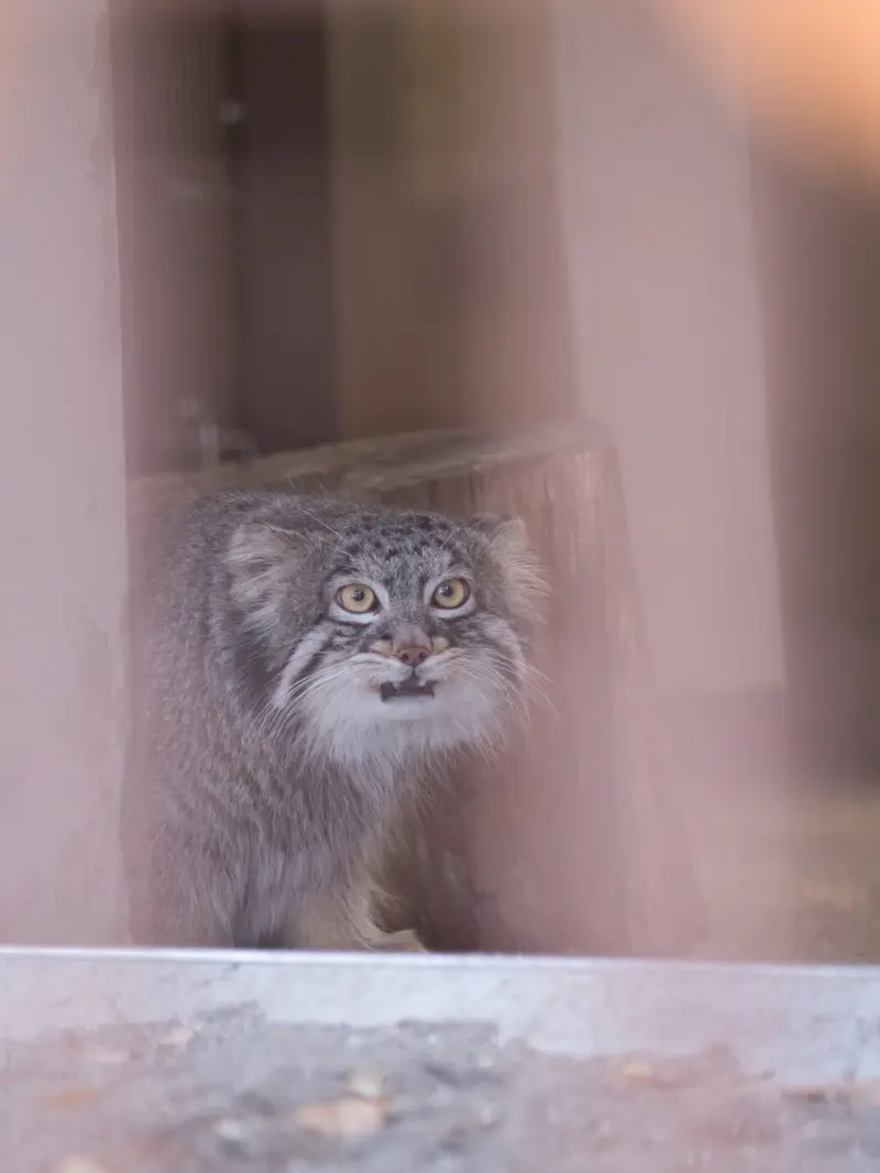 野毛山動物園のフィーガの写真