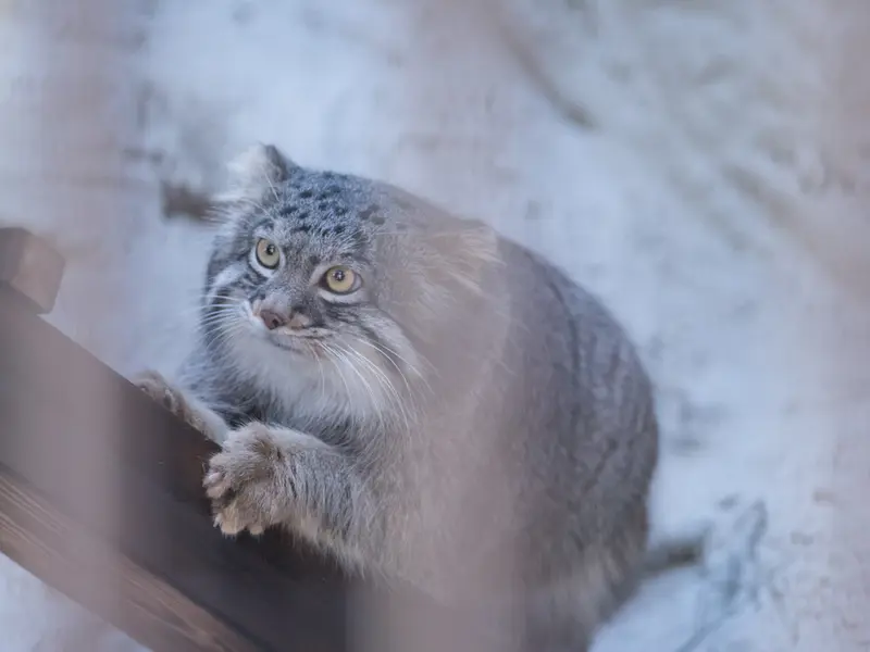 野毛山動物園のフィーガの写真