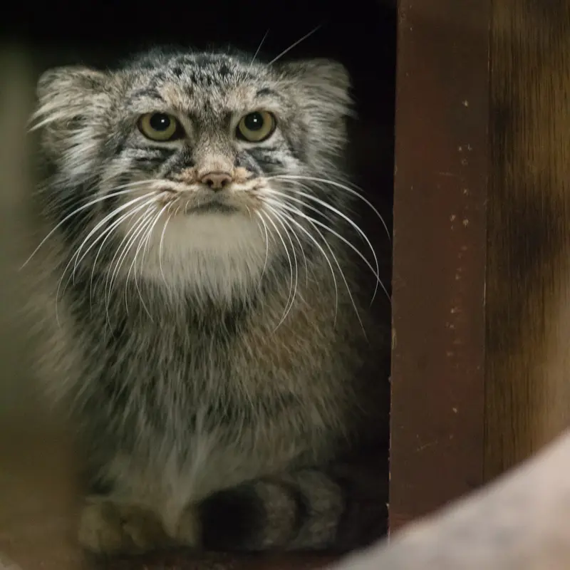恩賜上野動物園のサフランの写真