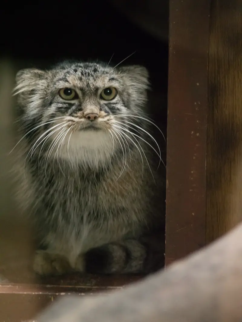 恩賜上野動物園のサフランの写真