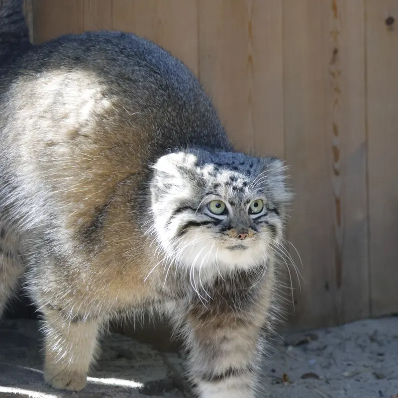 ノヴォシビルスク動物園のアーニャの写真