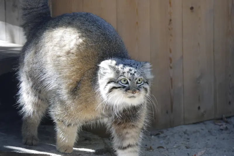 ノヴォシビルスク動物園のアーニャの写真