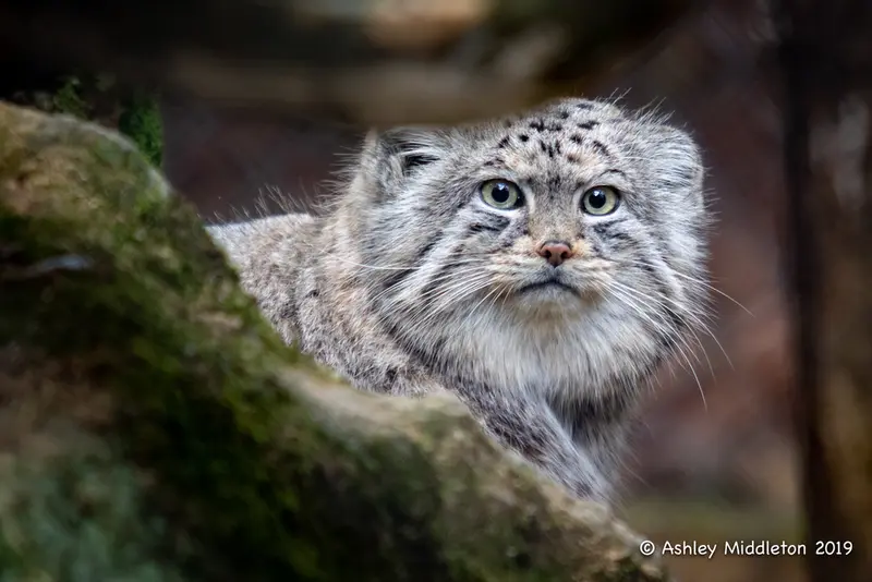コッツウォルド・ワイルドライフ・パーク・アンド・ガーデンズのトゥルの写真