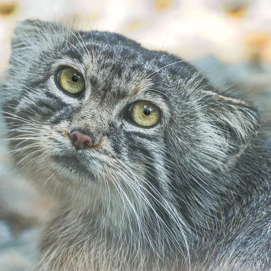 ヴロツワフ動物園のナザルの写真