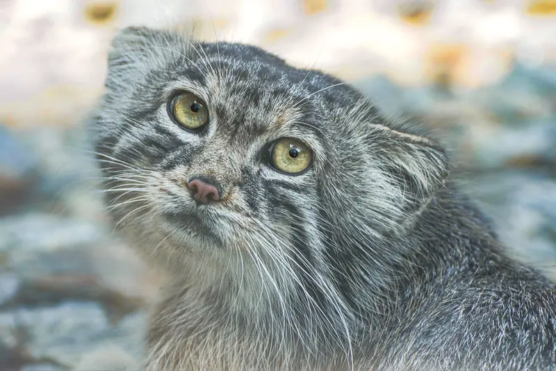 ヴロツワフ動物園のナザルの写真