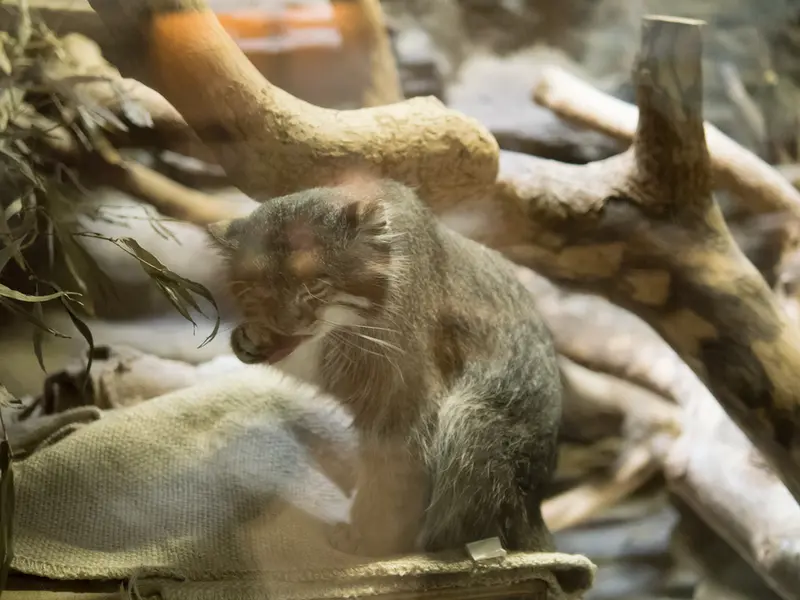 恩賜上野動物園のクリョンの写真