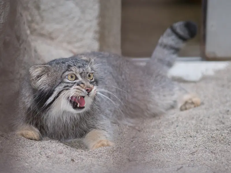野毛山動物園のフィーガの写真