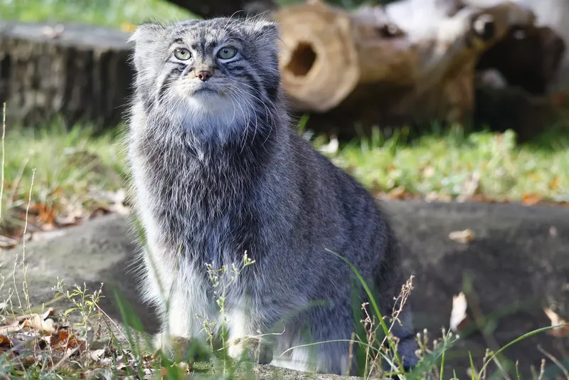 モスクワ動物園のティモフェイの写真