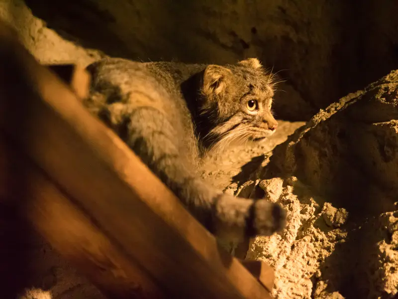 野毛山動物園のフィーガの写真